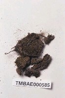 藏品(卷葉濕地苔)的圖片